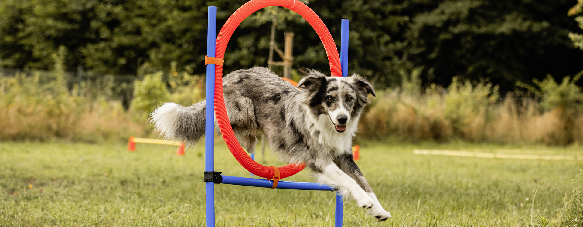 hundeschuel-teamspirit_beschaeftigung Hundeschule