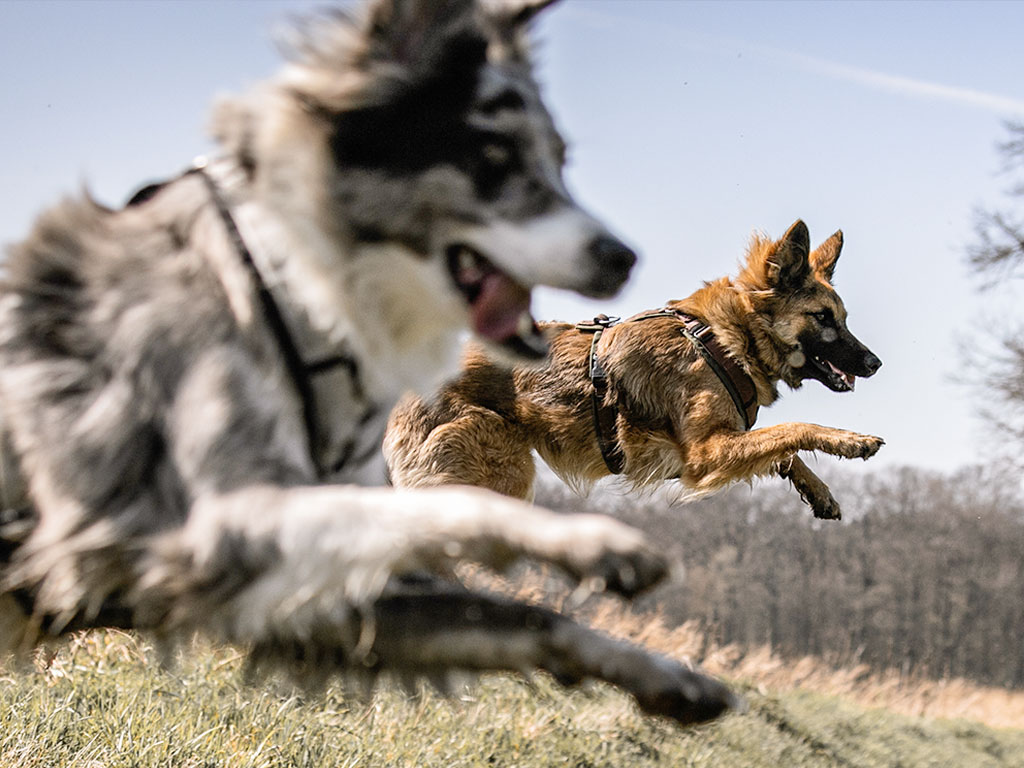 Zwei Hunde haben beim Training in der Hundeschule Teamspirit viel Spaß.