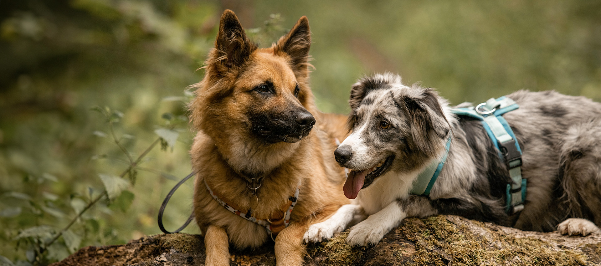 Zwei Hunde liegen auf einem Baustamm Zwei Hunde liegen auf einem Baustamm