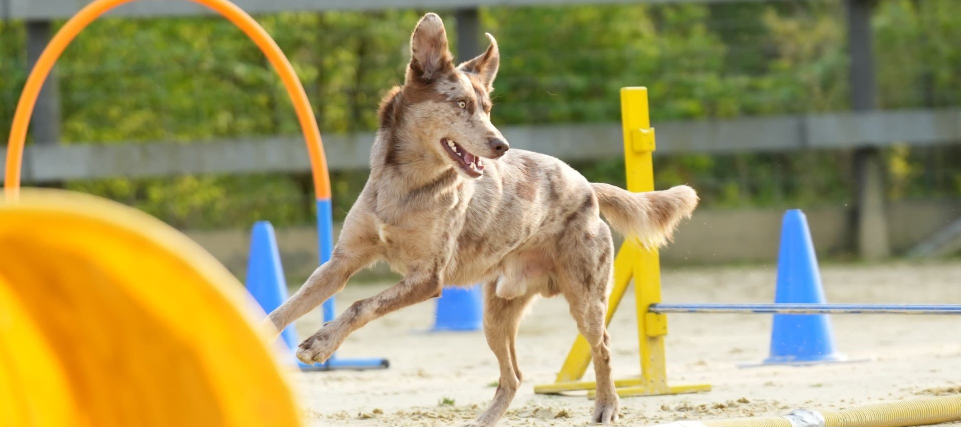 hundeschule-teamspirit_header_platzvermietung