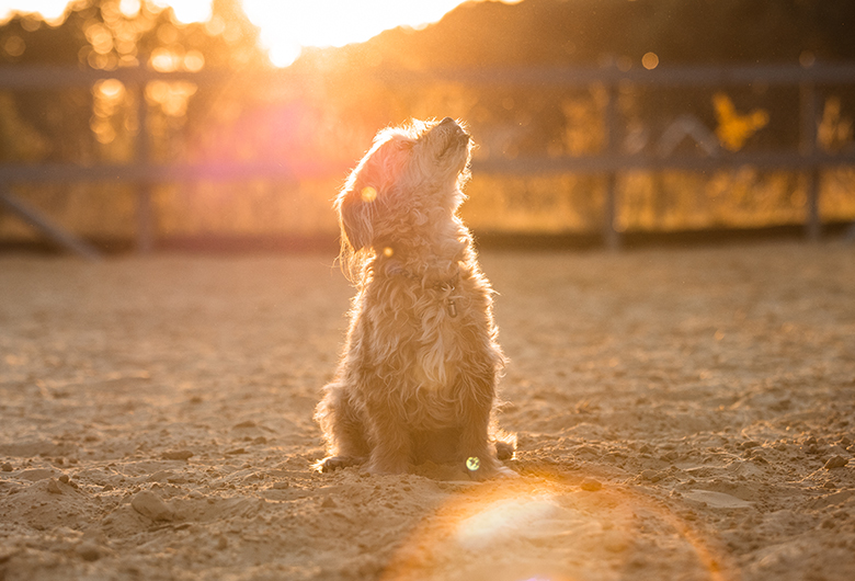 Glücklicher Hund bei der Hundeschule Teamspirit.